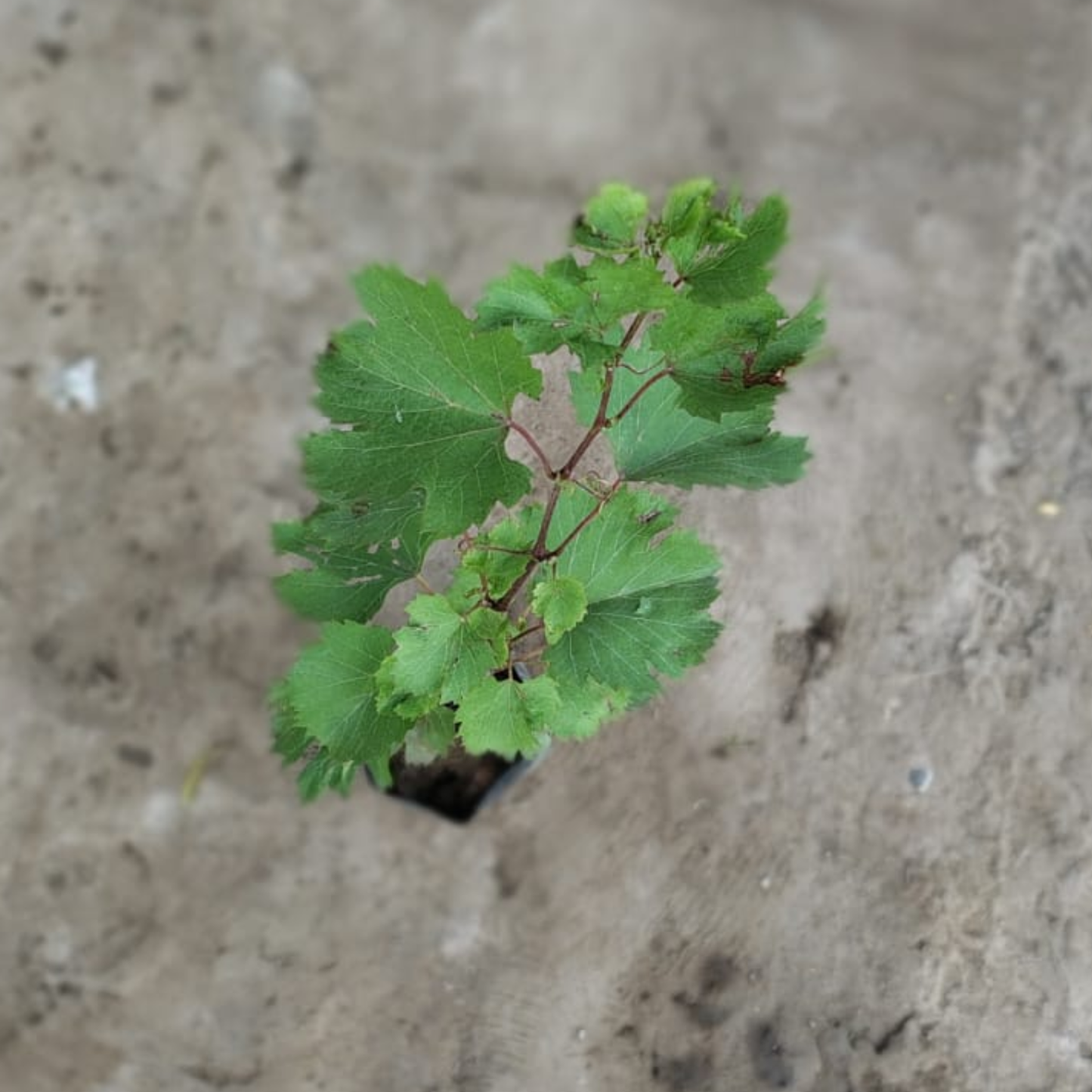 Grapes (angoor) bel in 4 inch polybag