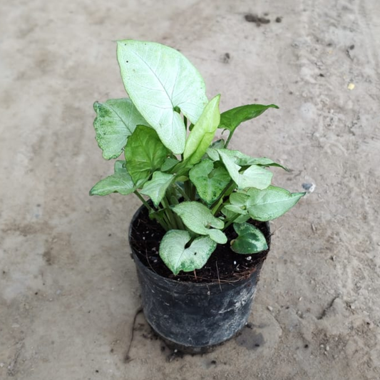 Green Syngonium podophyllum (dwarf) in 4 inch pot