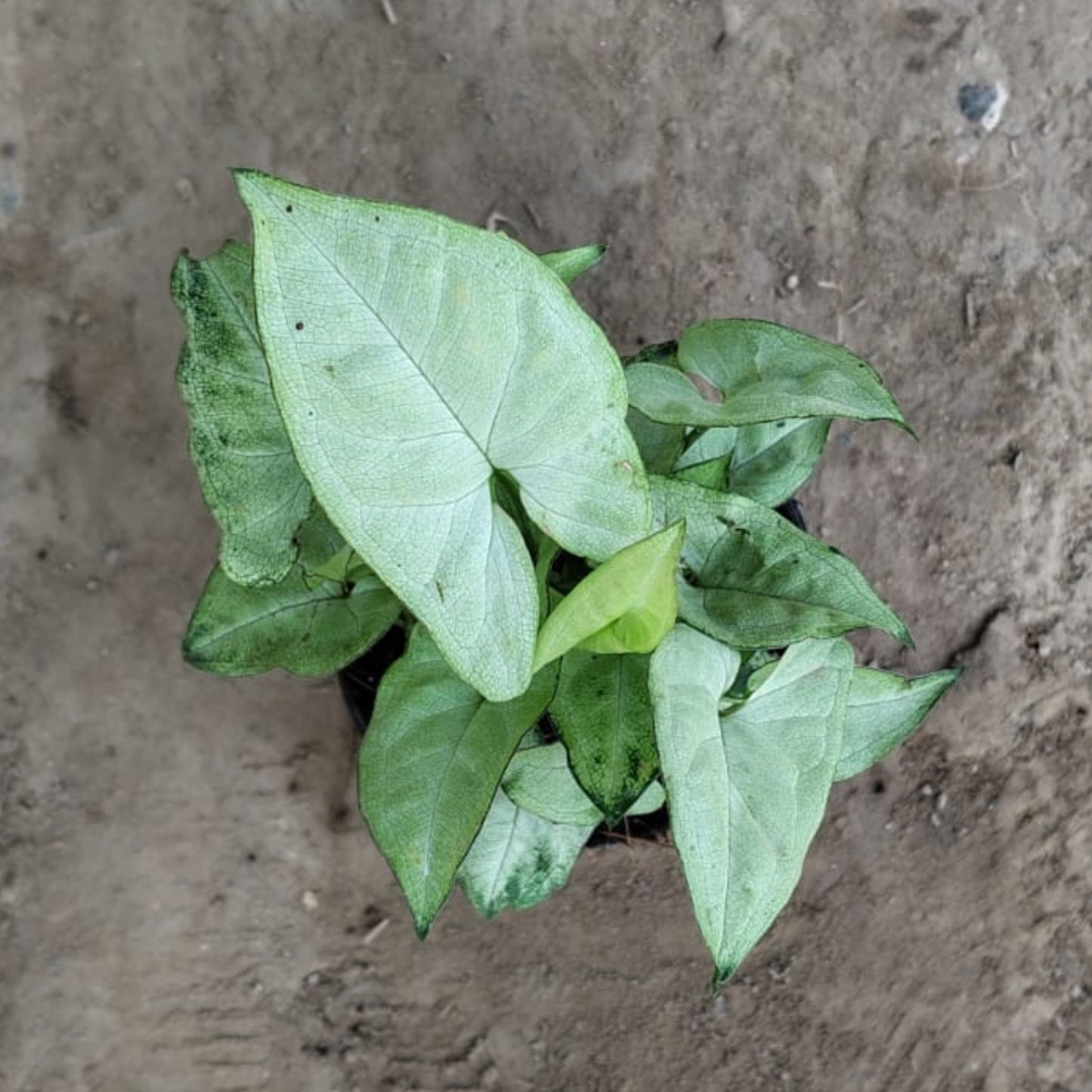 Green Syngonium podophyllum (dwarf) in 4 inch pot