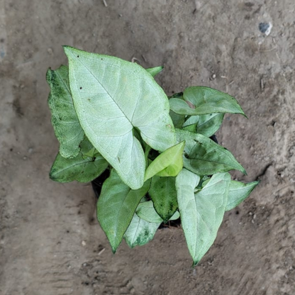 Green Syngonium podophyllum (dwarf) in 4 inch pot