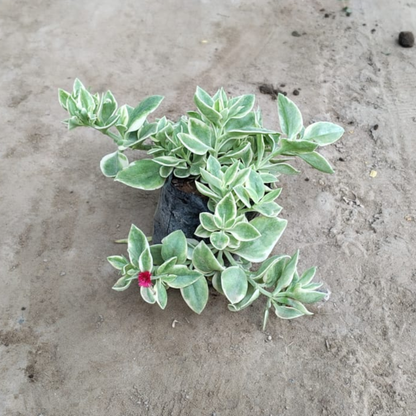 Baby Sun Rose - Variegated Succulent Groundcover (Plant in 4 inch Polybag)
