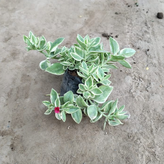 Baby Sun Rose - Variegated Succulent Groundcover (Plant in 4 inch Polybag)