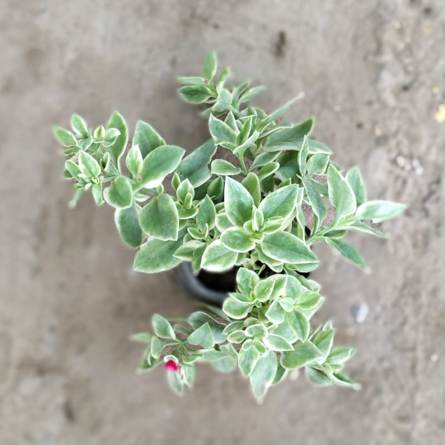 Baby Sun Rose - Variegated Succulent Groundcover (Plant in 4 inch Polybag)