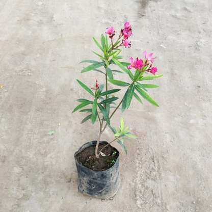 Kaner / Oleander pink flower(1.5 feet)  (Pune) plant in 8 inch polybag