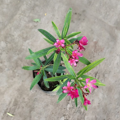 Kaner / Oleander pink flower(1.5 feet)  (Pune) plant in 8 inch polybag