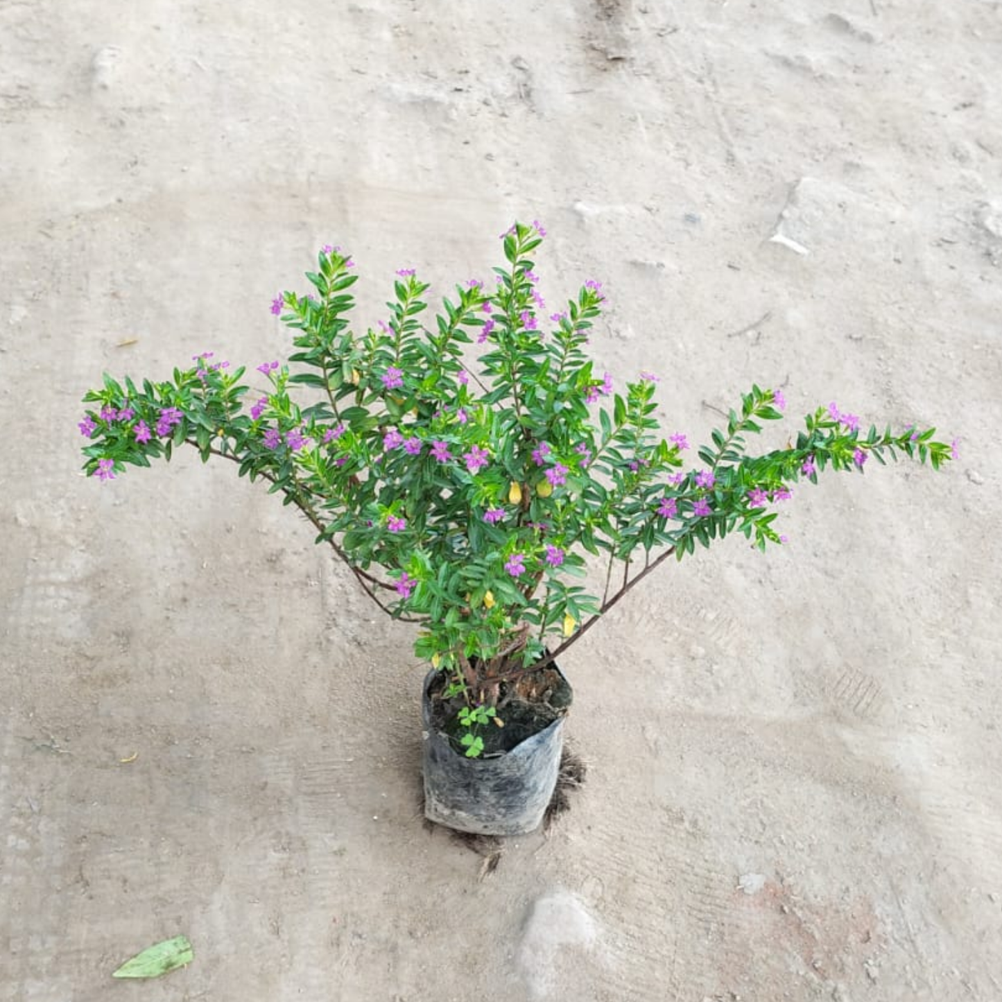 Golden kufiya plant in 4 inch polybag