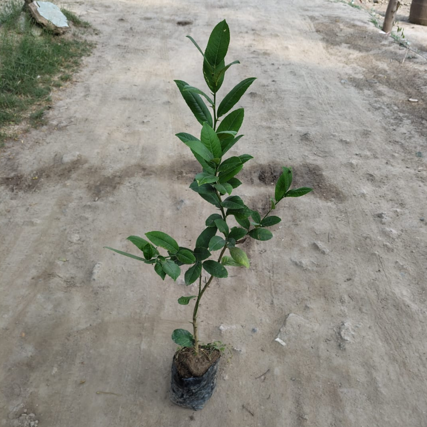 Lemon plant in 6 inch polybag