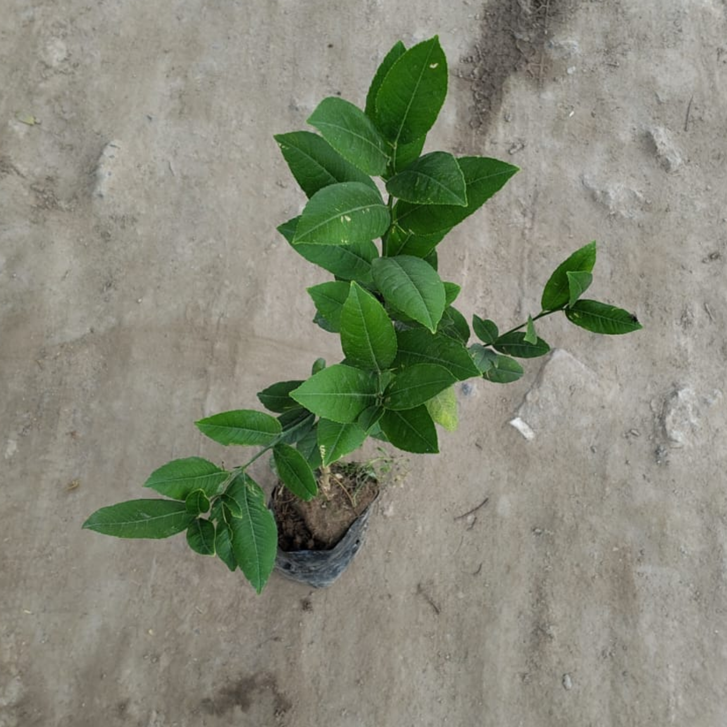 Lemon plant in 6 inch polybag