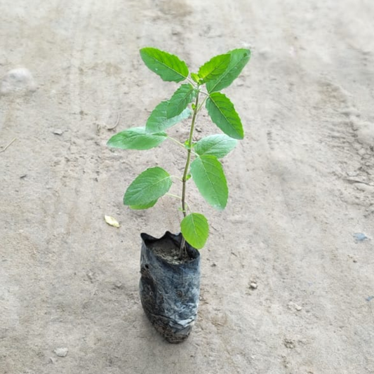 Tulsi ji in 4 Inch polybag @1 Rs