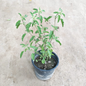 Rama Tulsi plant in 6 inch nursery pot
