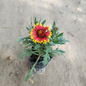 Gaillardia (Blanket Flower) – Bright Red Yellow Blooming Plant for Home & Garden | PlantNCR