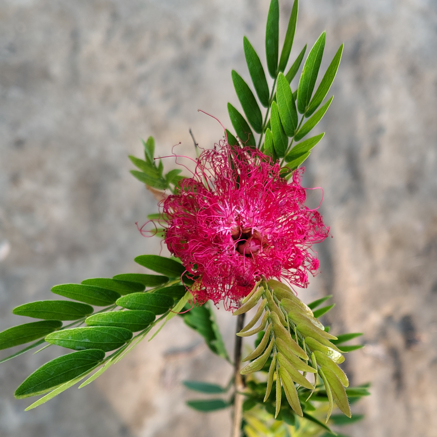 Calliandra Pink plant in 4 inch nursery bag– Exotic Blooming for Home & Garden | PlantNCR