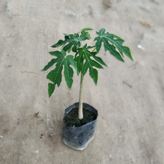 Buy Papaya Plant (Carica Papaya) ? Healthy Fruit Plant for Home Garden & Terrace โ Outdoor plant online at Limkrt India