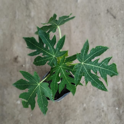 Papaya Plant (Carica Papaya) – Healthy Fruit Plant for Home Garden & Terrace