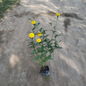 Summer marigold flower plant in 4 inch polybag