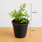 Baby Tears Plant in 4 Inch Nursery Pot | Cute Indoor Decorative Plant