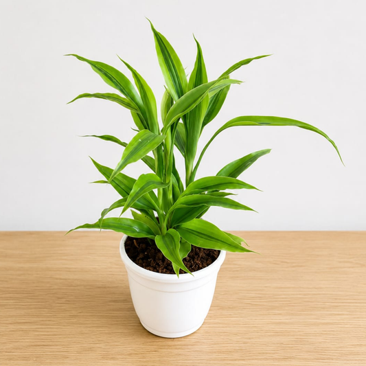 Lucky Bamboo in 4 Inch white plastic pot