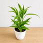 Lucky Bamboo in 4 Inch white plastic pot