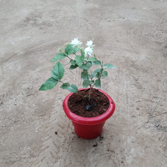 White Jasmine Plant in 6 inch Red Pot – Live Flowering Plant | PlantNCR