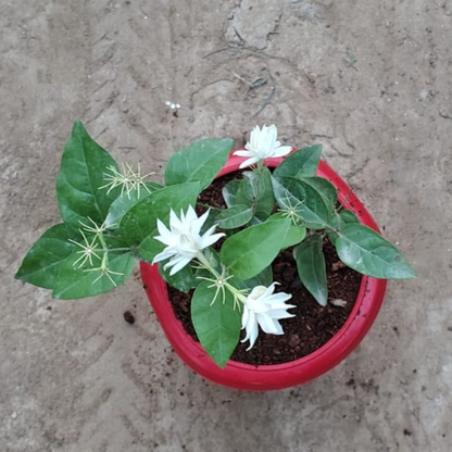 White Jasmine Plant in 6 inch Red Pot – Live Flowering Plant | PlantNCR
