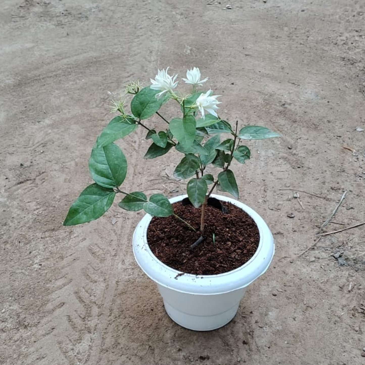 White Jasmine Plant in 6 inch white Pot – Live Flowering Plant | PlantNCR