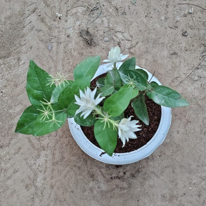 White Jasmine Plant in 6 inch white Pot – Live Flowering Plant | PlantNCR