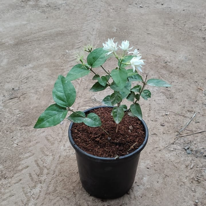 White Jasmine Plant in 6 inch nursery pot– Live Flowering Plant | PlantNCR