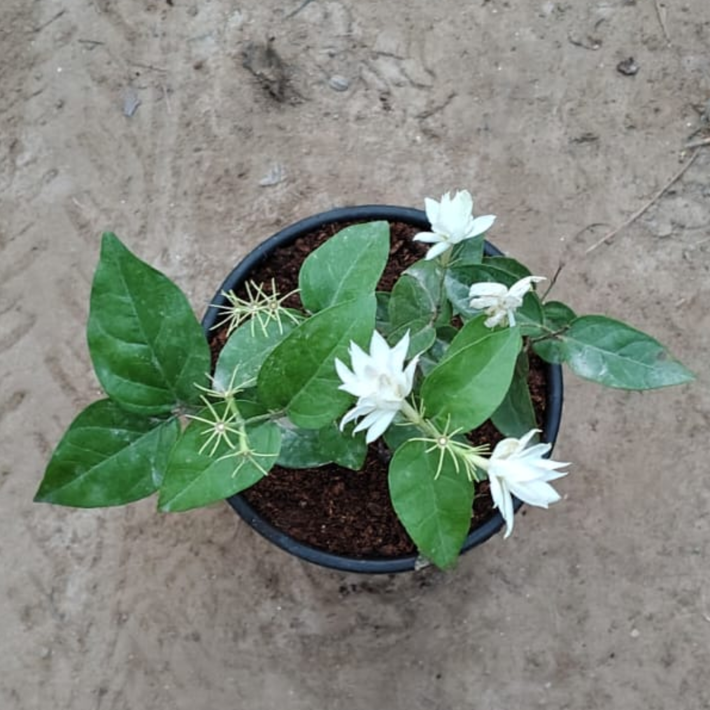 White Jasmine Plant in 6 inch nursery pot– Live Flowering Plant | PlantNCR