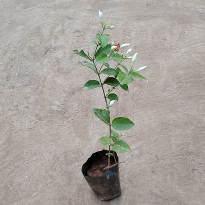 Mogra Plant in 4 inch nursery bag for Fragrance & Home Decoration | PlantNCR