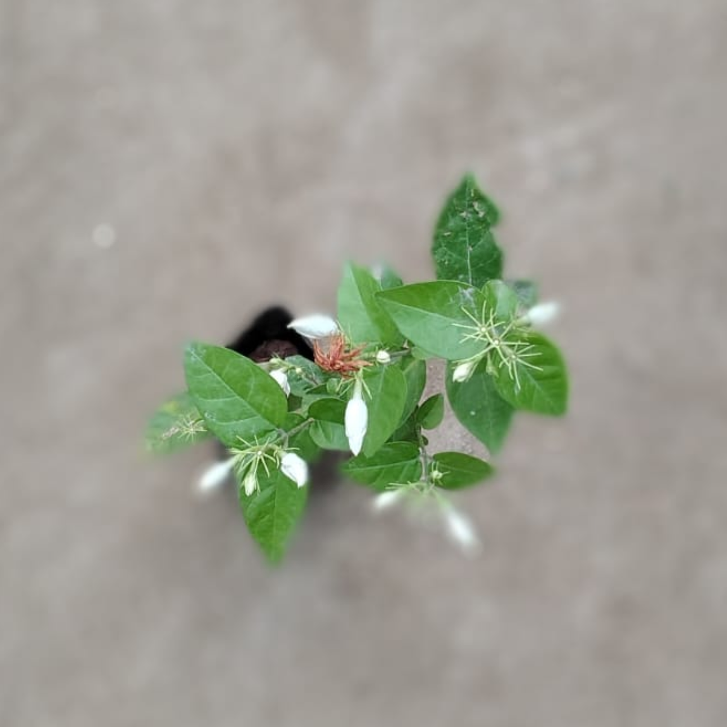 Mogra Plant in 4 inch nursery bag for Fragrance & Home Decoration | PlantNCR