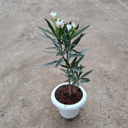 White Kaner plant in 6 inch white pot