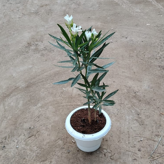 White Kaner plant in 6 inch white pot