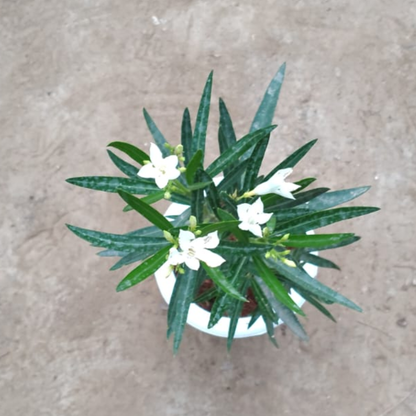 White Kaner plant in 6 inch white pot