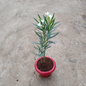 White Kaner plant in 6 inch red pot