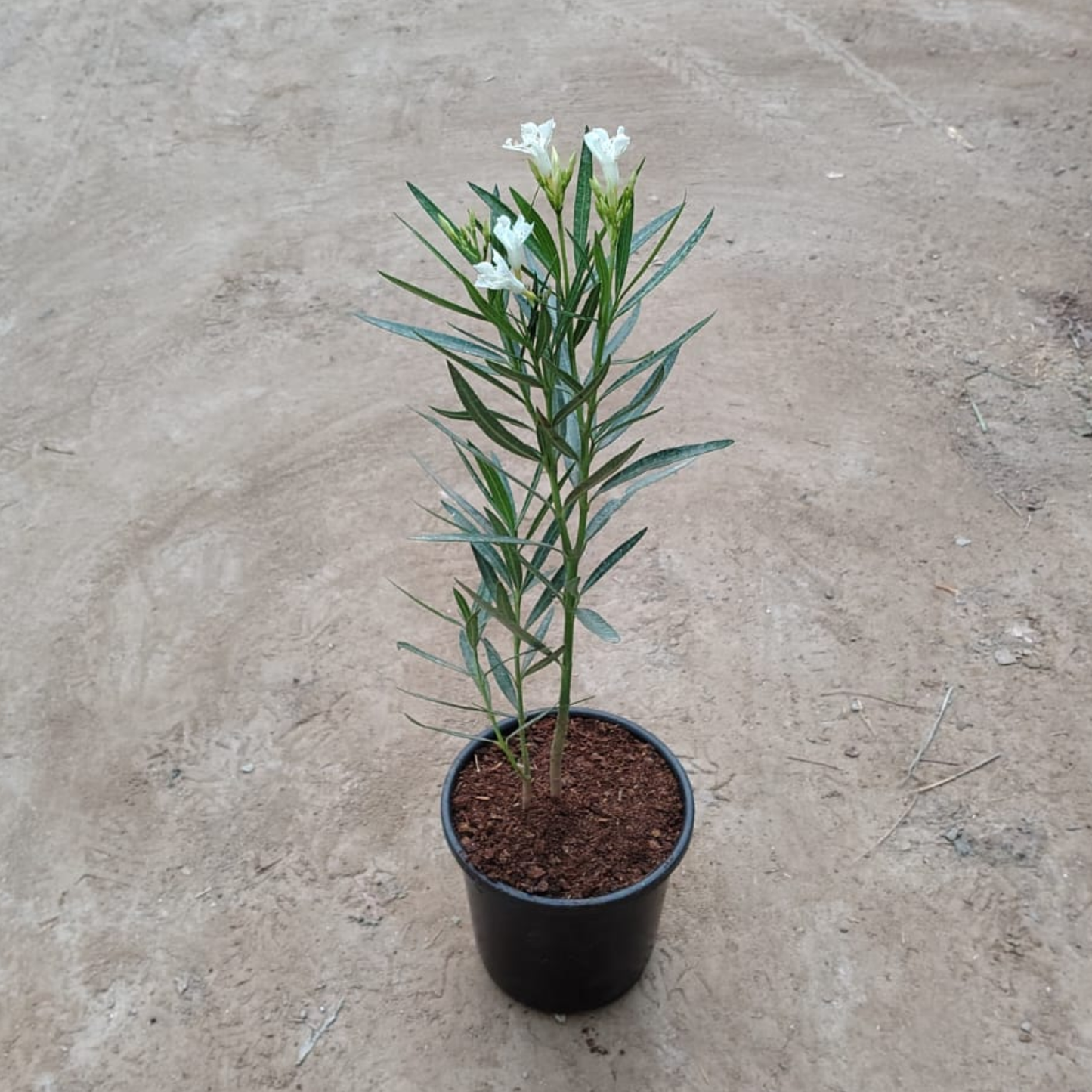 White Kaner plant in 6 inch nursery pot