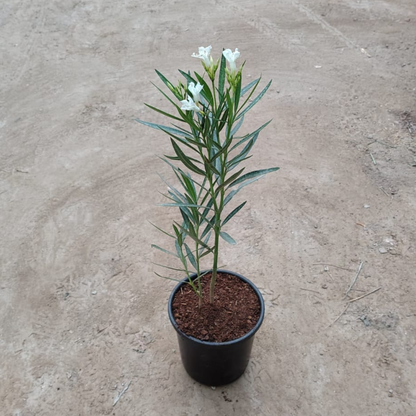 White Kaner plant in 6 inch nursery pot