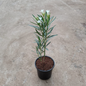 White Kaner plant in 6 inch nursery pot