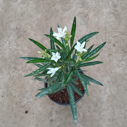 White Kaner plant in 6 inch nursery pot