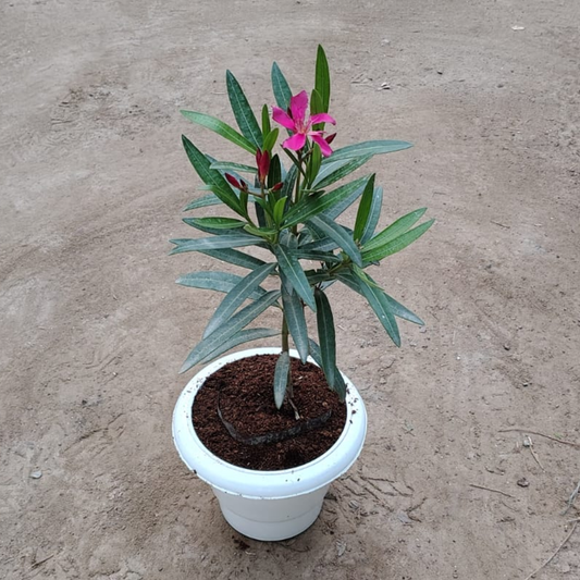 Pink Kaner Plant in 6 inch White Pot – Live Flowering Plant | PlantNCR