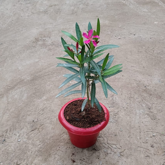 Pink Kaner Plant in 6 inches red Pot – Live Flowering Plant | PlantNCR
