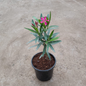 Pink Kaner Plant in 6 inch nursery Pot – Live Flowering Plant | PlantNCR