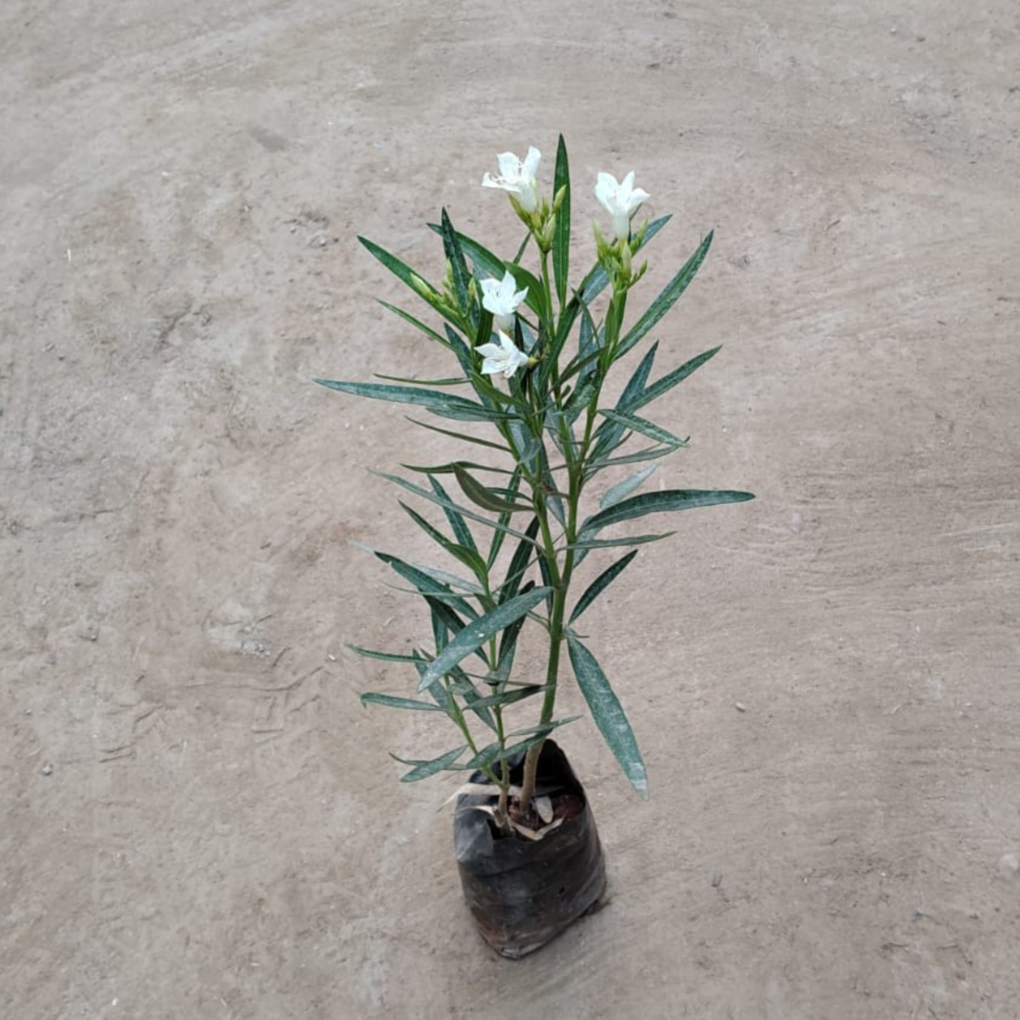 White Kaner Plant in 6 inch nursery bag– Live Flowering Plant | PlantNCR
