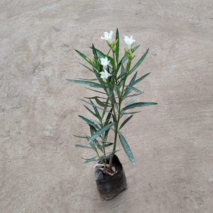 White Kaner Plant in 6 inch nursery bag– Live Flowering Plant | PlantNCR