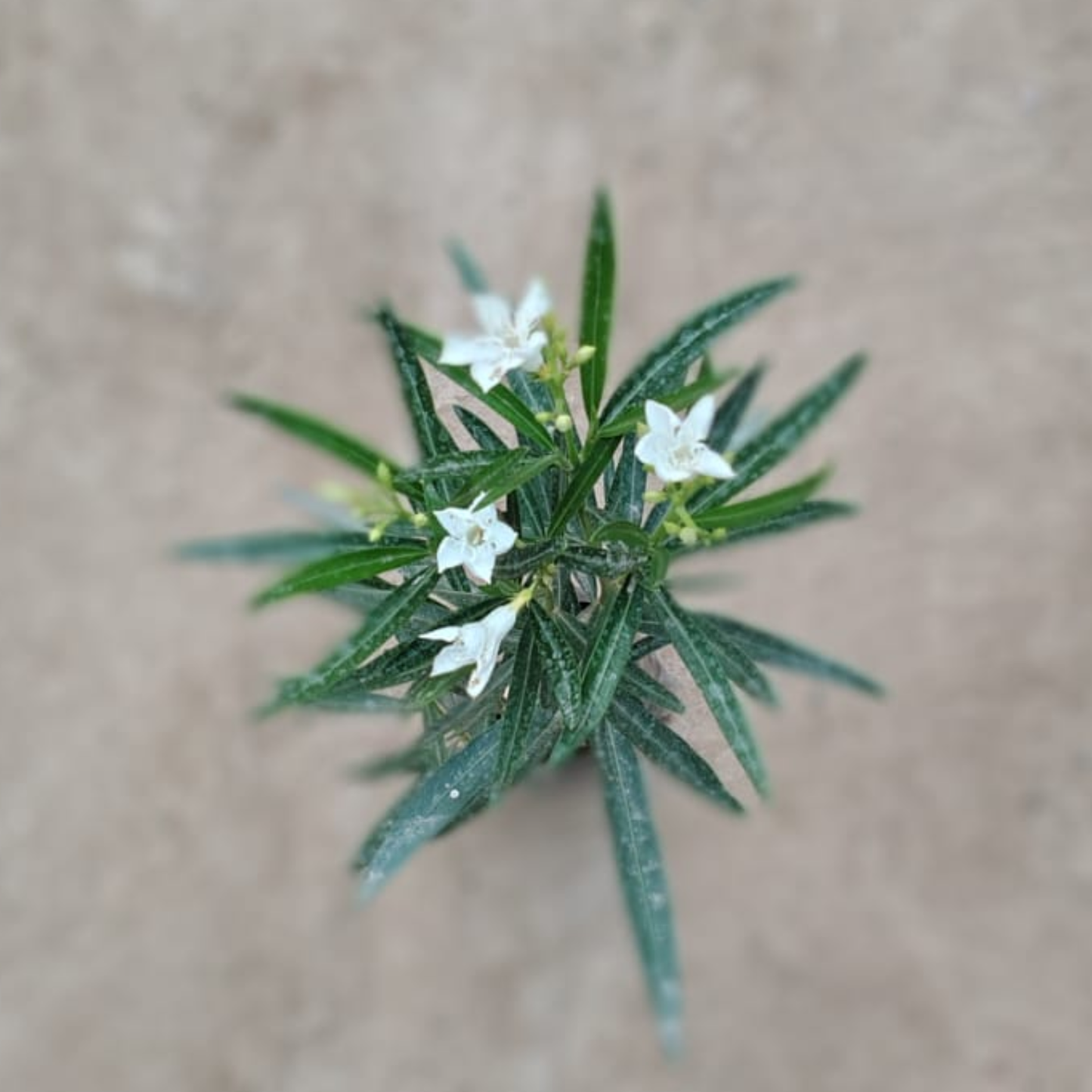 White Kaner Plant in 6 inch nursery bag– Live Flowering Plant | PlantNCR