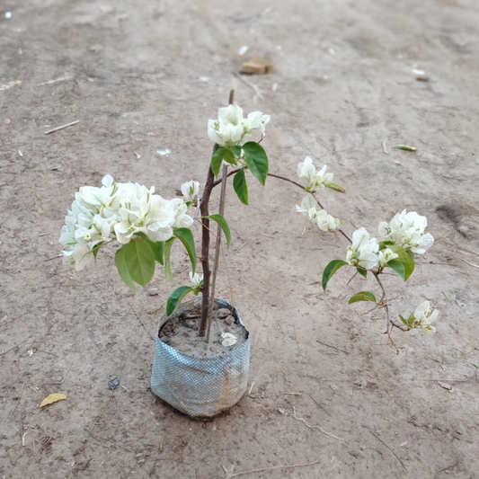 Bougainvillea plant (pune)(any colour) in 5 inch nursery bag