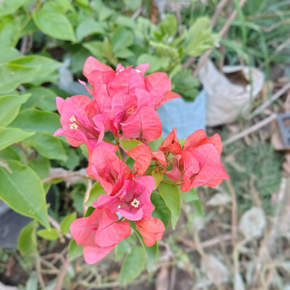 Bougainvillea plant (pune)(any colour) in 5 inch nursery bag