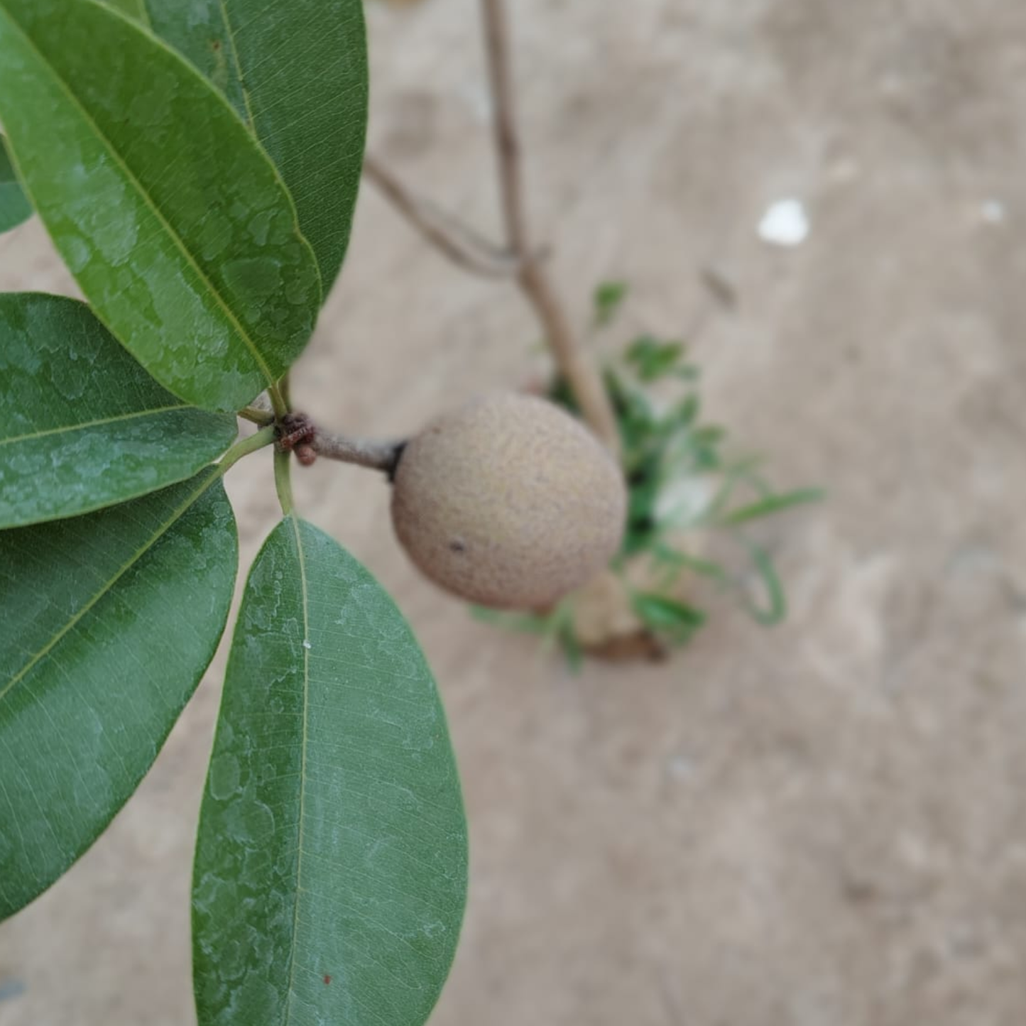Chiku Plant (Sapodilla)in 8 inch nursery bag– Live Fruit Plant | PlantNCR