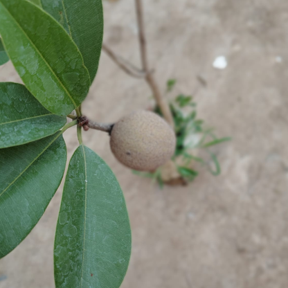 Chiku Plant (Sapodilla)in 8 inch nursery bag– Live Fruit Plant | PlantNCR