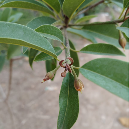 Chiku Plant (Sapodilla)in 8 inch nursery bag– Live Fruit Plant | PlantNCR