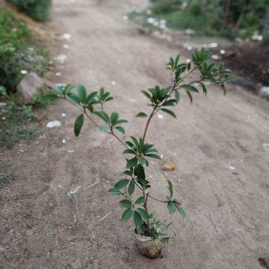 Buy Chiku Plant (Sapodilla)in 8 Inch Plant nursery bag? Live Fruit Plant | PlantNCR โ Outdoor plant online at Limkrt India